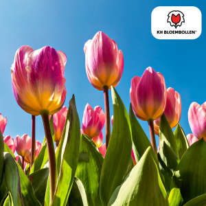 Tulipa Light and Dreamy - 20 Stuks