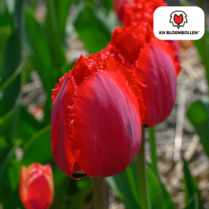 Tulipa Masterpeace 20 Stuks