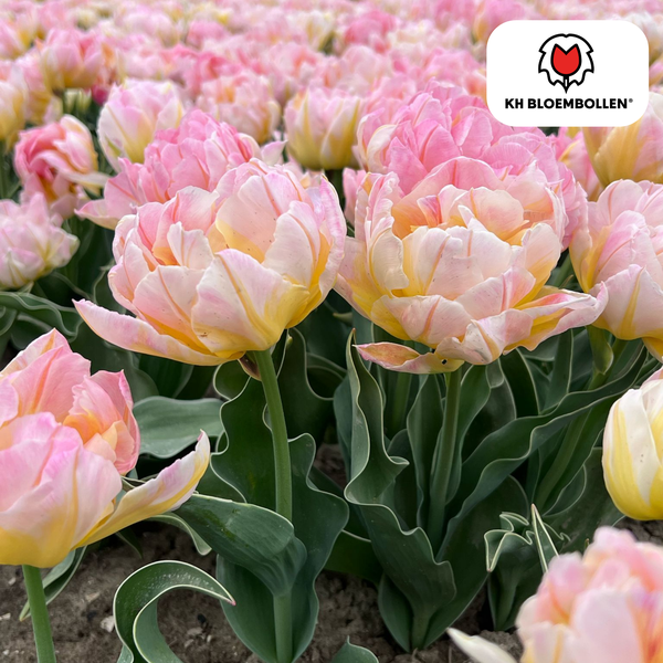 20 Stuks Tulipa Password