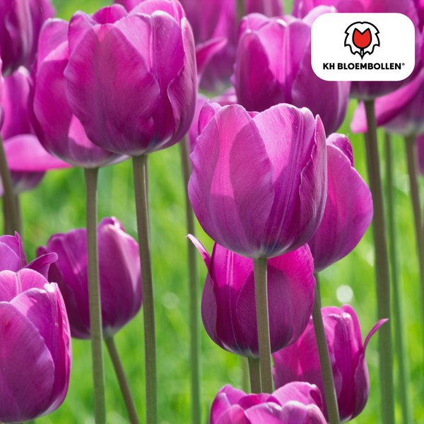20 Stuks Tulipa Purple Prince