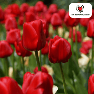 Tulipa Seadov 20 Stuks