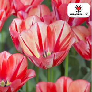 Tulipa Spryng Break