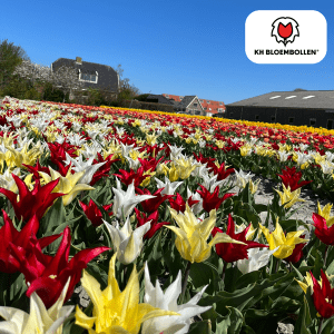 Tulipa Tres Chic Mix