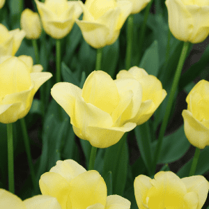 World Friendship Tulipa