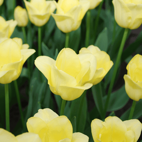 World Friendship Tulipa