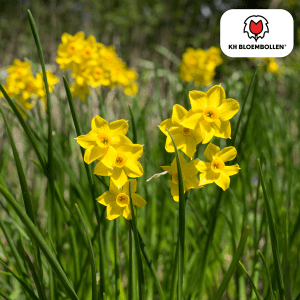 Baby Boomer narcis 25 stuks