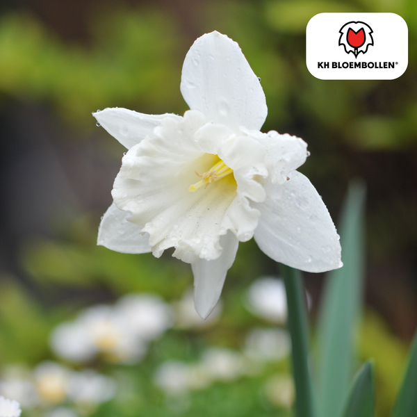 Snow Baby Narcissus 20 stuks