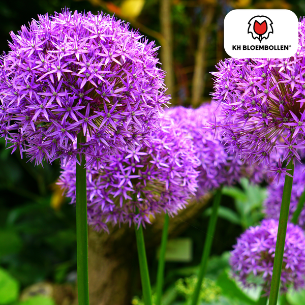 Allium Globemaster