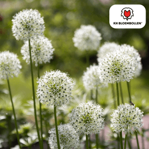 Allium White Giant 5 stuks