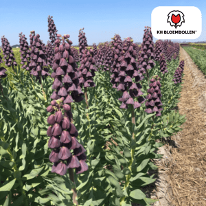 Fritillaria Purple Favorite