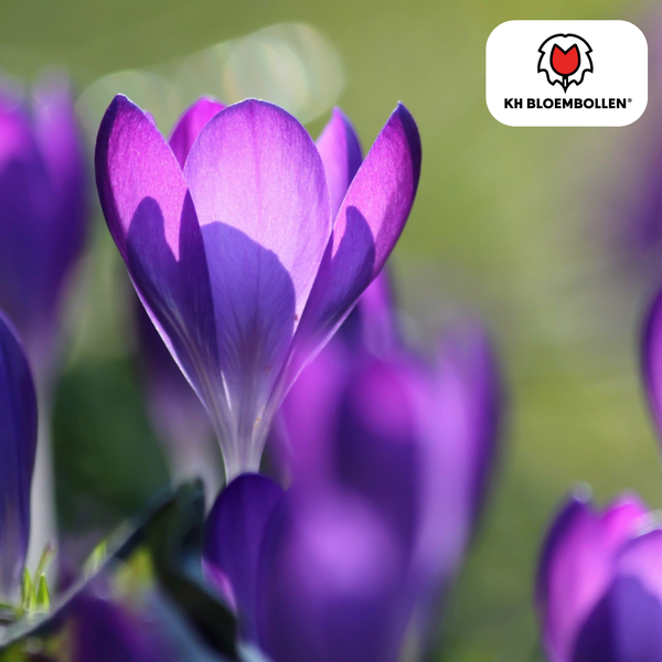 Krokusbollen paars 30 stuks