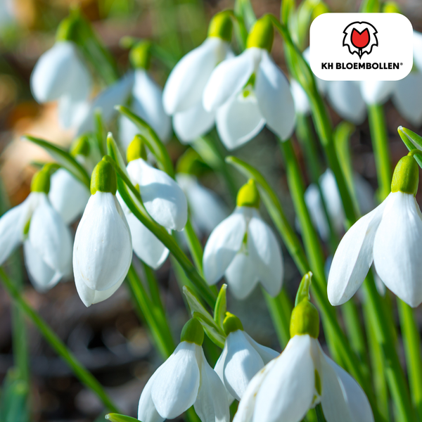 Galanthus nivalis 30 stuks