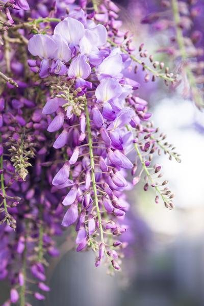 Wisteria Floribunda Naga Noda
