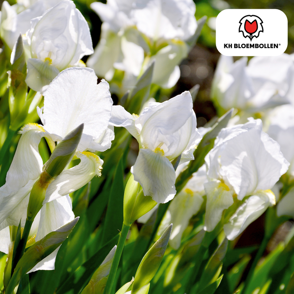 Iris Alaska 25 stuks