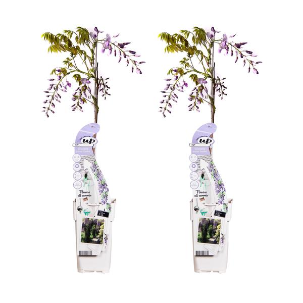 2x Wisteria sinensis Caroline