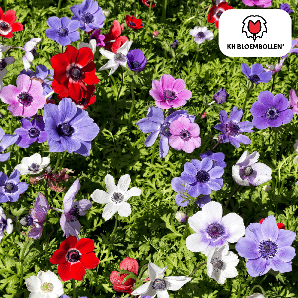 Anemone coronaria
