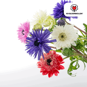 30 stuks Anemone coronaria Double