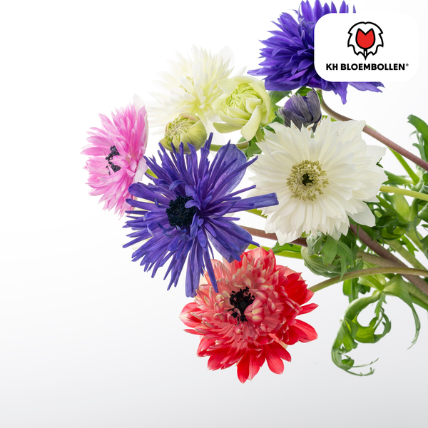 30 stuks Anemone coronaria Double