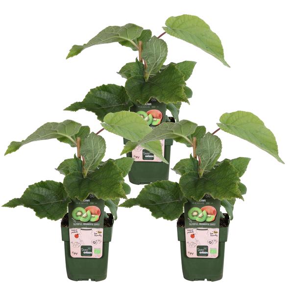 3x Actinidia Delciosioa Jenny