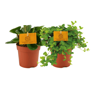 Peperomia Duo 1.0 - 2 stuks