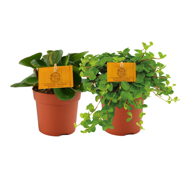 Peperomia Duo 1.0 - 2 stuks