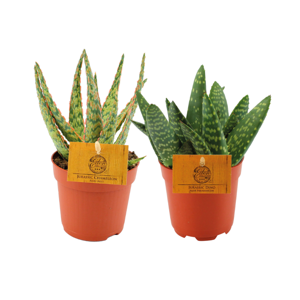 Aloe Duo