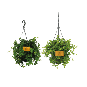 Hangplant duo