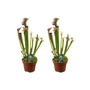 Sarracenia Judith Hindle 2 stuks