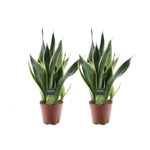 Sansevieria Futura Superba - 2 stuks