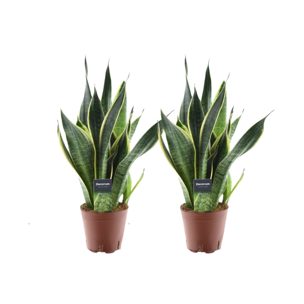 Sansevieria Futura Superba - 2 stuks