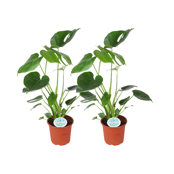Monstera Deliciosa - 2 stuks
