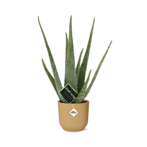 Aloe Vera 12cm in ELHO Vibes Fold 14cm geel