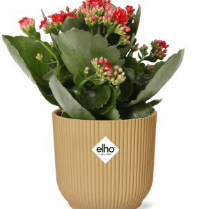 Kalanchoe Rosalina Don Justino - gele pot