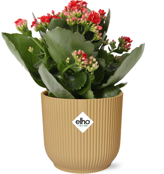 Kalanchoe Rosalina Don Justino - gele pot