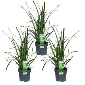 Carex morrowii Irish Green - 3x