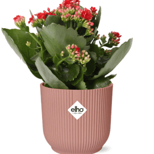 Kalanchoe Rosalina Don Justino - roze pot