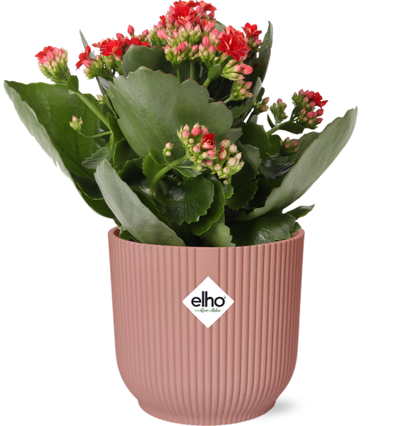 Kalanchoe Rosalina Don Justino - roze pot