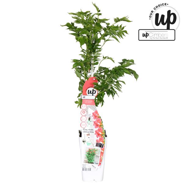 Campsis Pink Panther