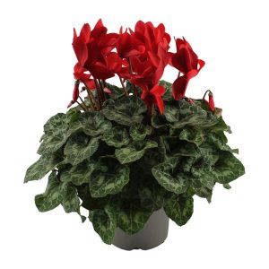 Cyclamen Rood