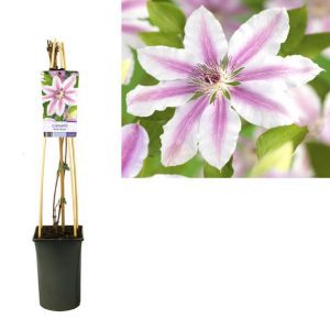 Clematis Nelly Moser +light Label