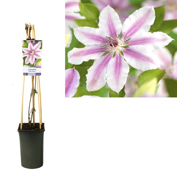 Clematis Nelly Moser +light Label
