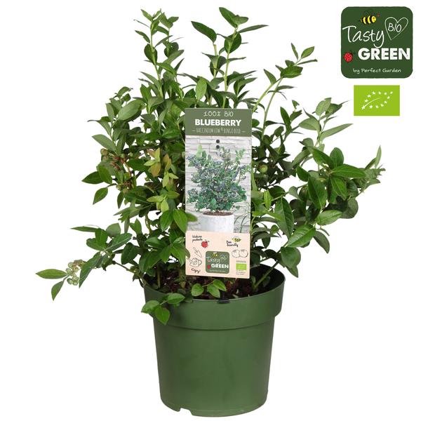 Vaccinium Corymbosum Bingo Blue Bio