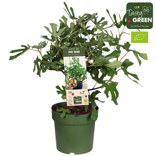 Ficus Carica Little Miss Figgy Bio