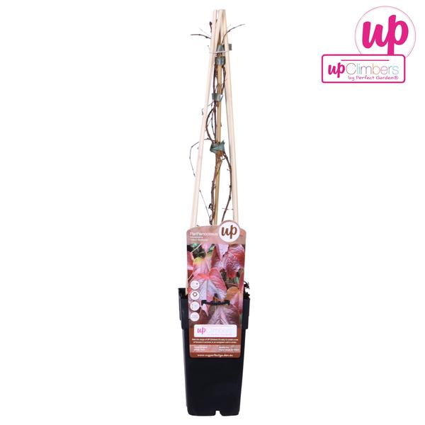 Parthenocissus Tricuspidata Veitch Boskoop