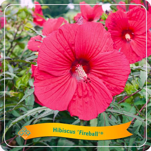 Hibiscus Fireball C5