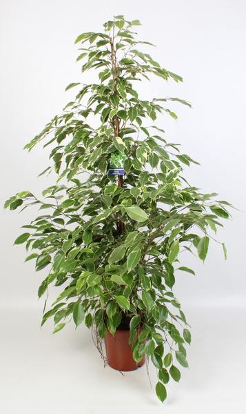 Ficus Benjamina Golden King