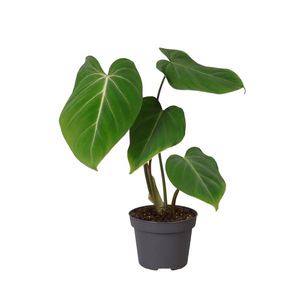 Philodendron Glorisoum