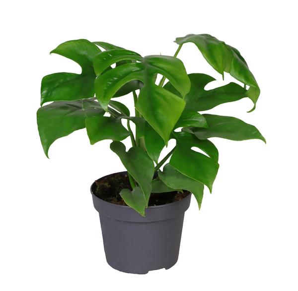 Philodendron Minima