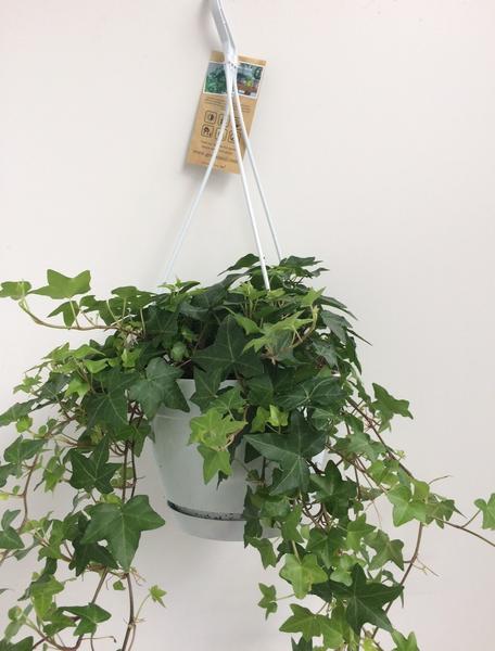 Hedera Helix Groen Hangpot Basic