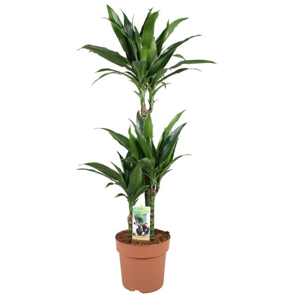 Dracaena Janet Craig